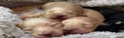 Miniature Dachshund dogs for sale: KC Longhaired Cream Miniature Dachshund Puppies - Advert 19