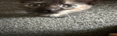 Mixed Breed Kitten 2