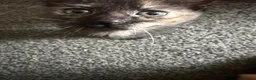 Mixed Breed cats for sale: 3 kittens available now - Advert 4
