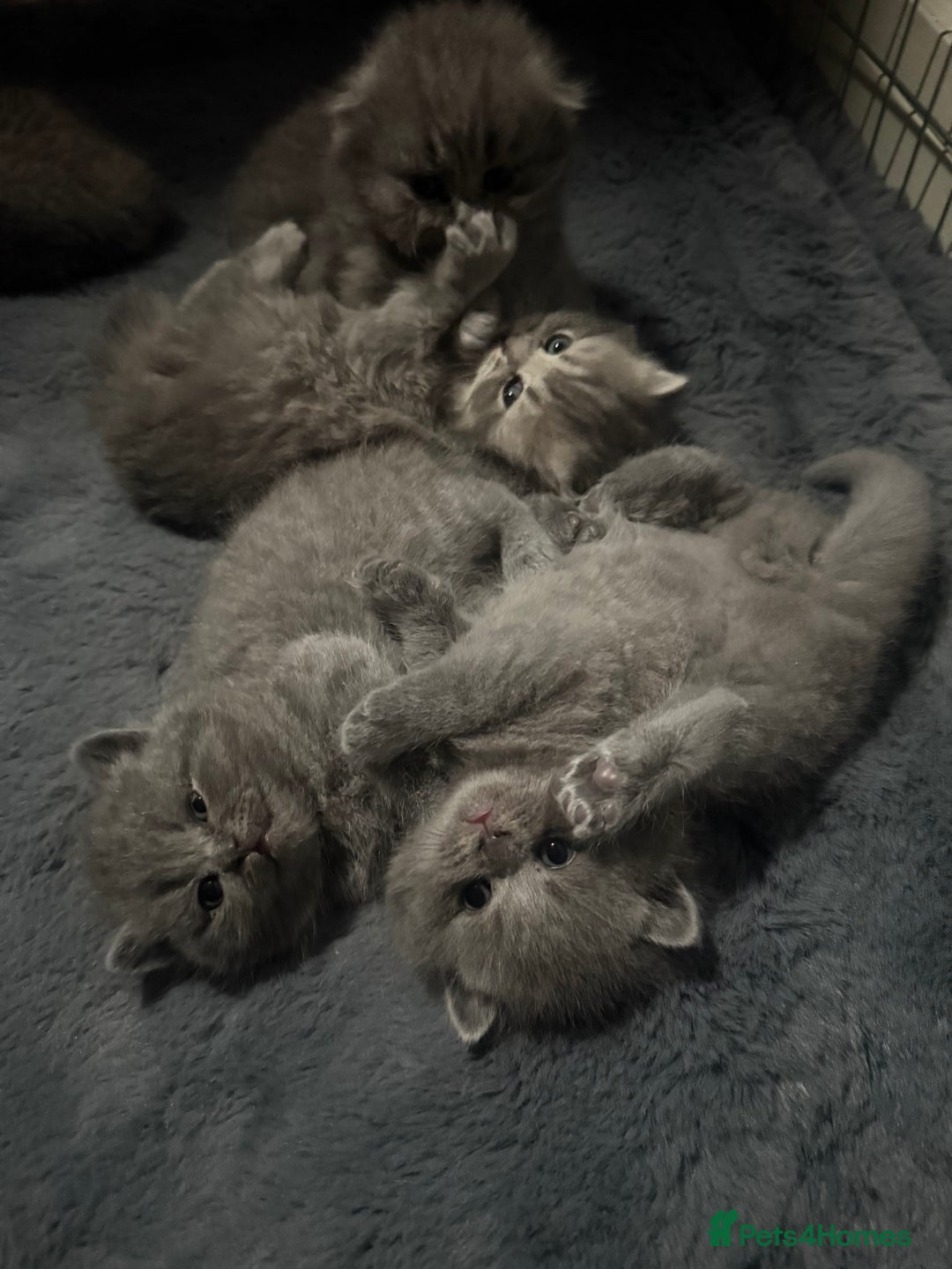 Scottish Fold cats for sale: Scottish fold kittens  - Advert 32