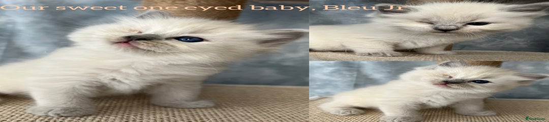 Our little blessing