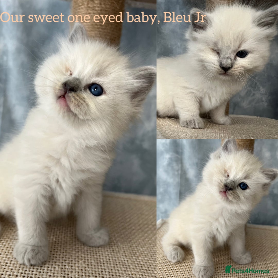 Ragdoll cats for sale: Unique patterned fluffy Ragdoll kittens - Image 5