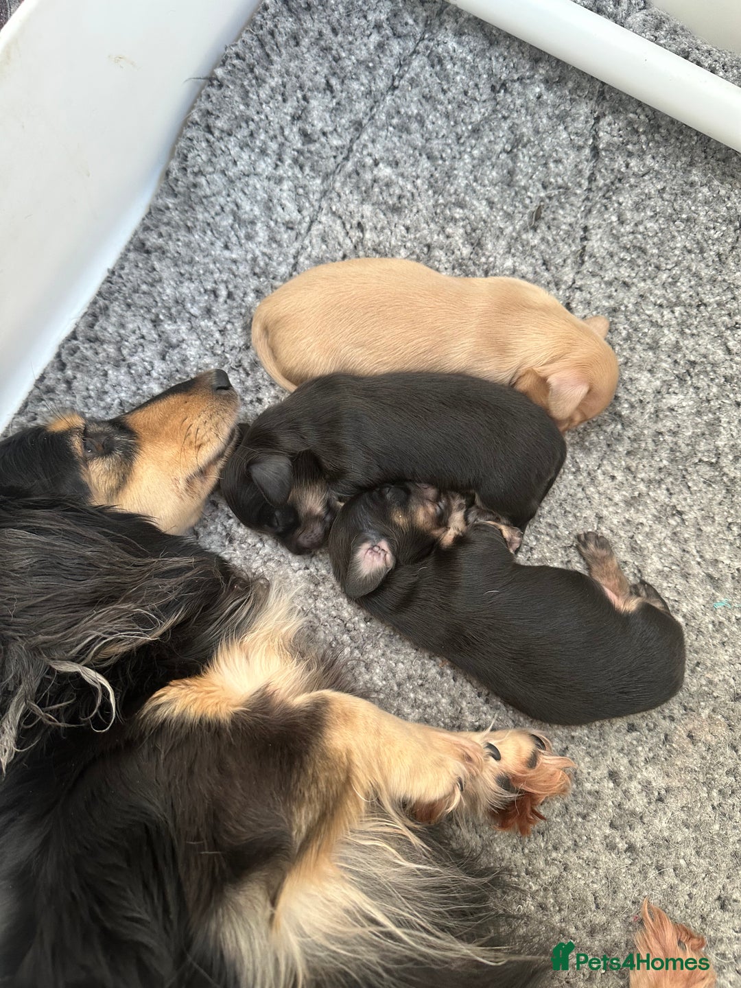 Miniature Dachshund dogs for sale: Miniature Long Haired Dachshund  - Advert 1