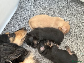 Miniature Dachshund dogs Miniature Long Haired Dachshund - Advert 11