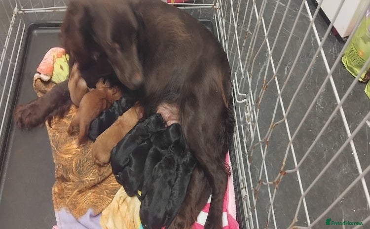 Cockapoo dogs - Advert 1