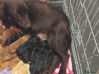 Cockapoo dogs for sale - Advert 1