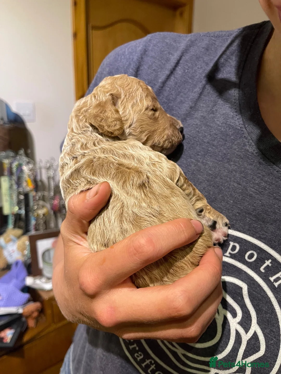 Australian Labradoodle dogs for sale: Australian Labradoodle puppies - Advert 2