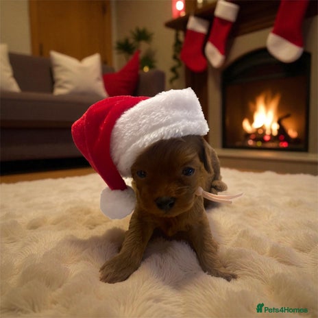 Maltipoo dogs - Advert 8