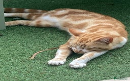 British Shorthair cats for sale: Pair of beautiful ginger tom cats - Image 7