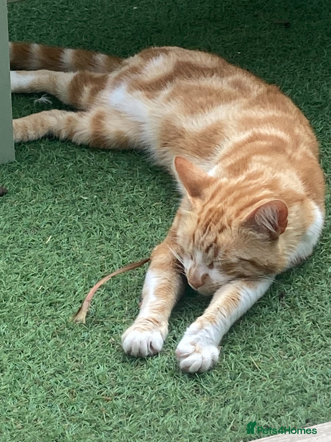 British Shorthair cats for sale: Pair of beautiful ginger tom cats - Image 7