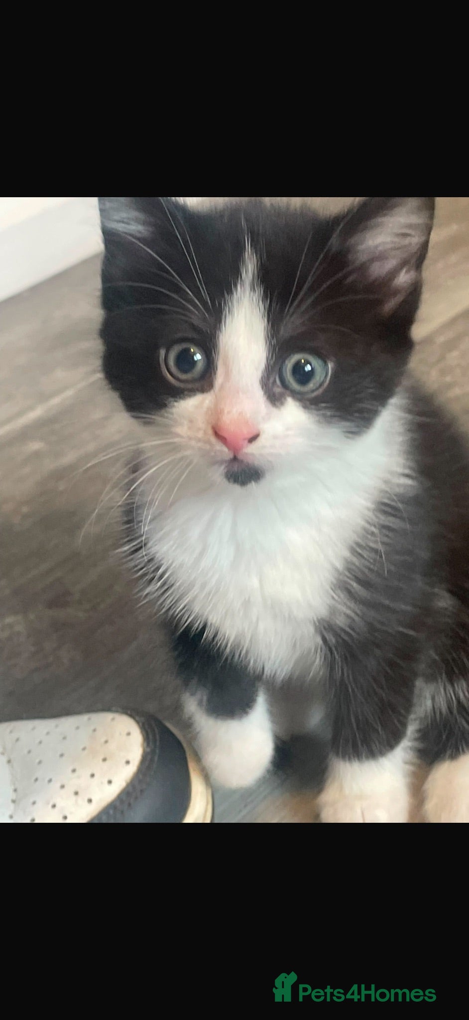 Mixed Breed cats Beautiful kittens ready to leave  - Advert 1