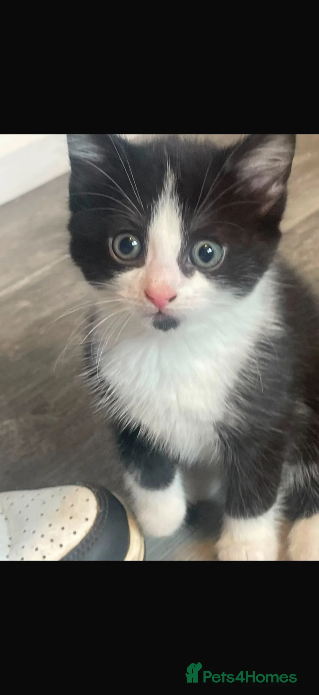 Mixed Breed cats for sale: Beautiful kittens ready to leave  in Lichfield - Advert 1