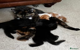 Mixed Breed cats for sale: Fluffy Mixed Breed Kittens For Sale  - Image 17