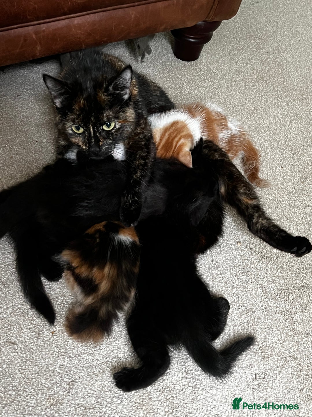 Mixed Breed cats for sale: Fluffy Mixed Breed Kittens For Sale  - Image 17