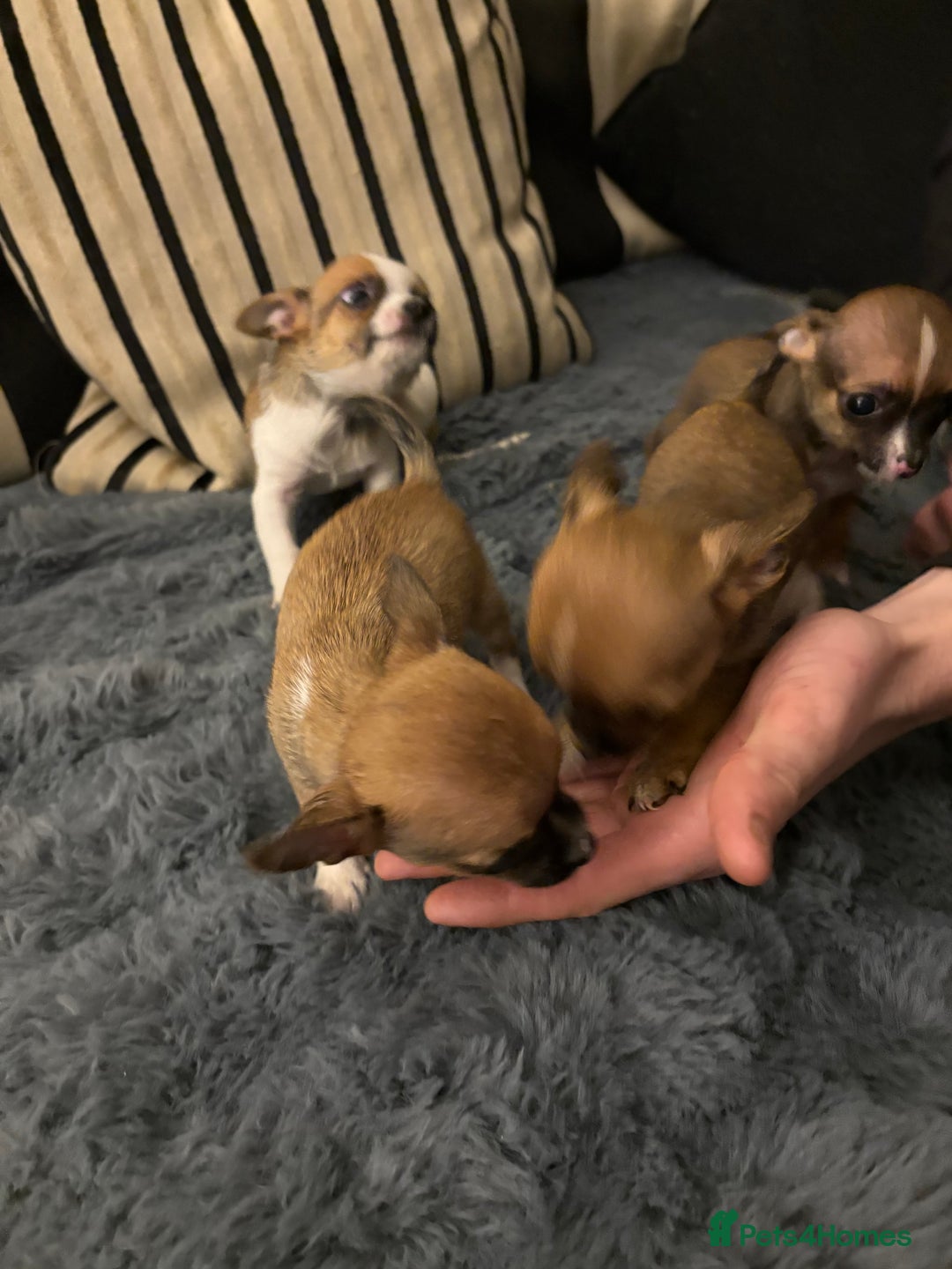 Mixed Breed dogs for sale: Jackawawa pups  - Advert 27