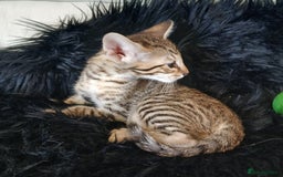 Savannah cats for sale: Stunning  Savannahs - Image 8