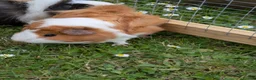 Guinea Pig rodents for sale: Pair of Baby Female Guinea Pigs  - Advert 3