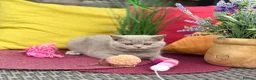 British Shorthair cats for sale: British Shorthairs**READY NOW** - Advert 8
