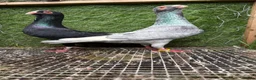 Pigeons birds for sale: Quality Homing Pigeons – Breeding Pairs Available - Advert 13