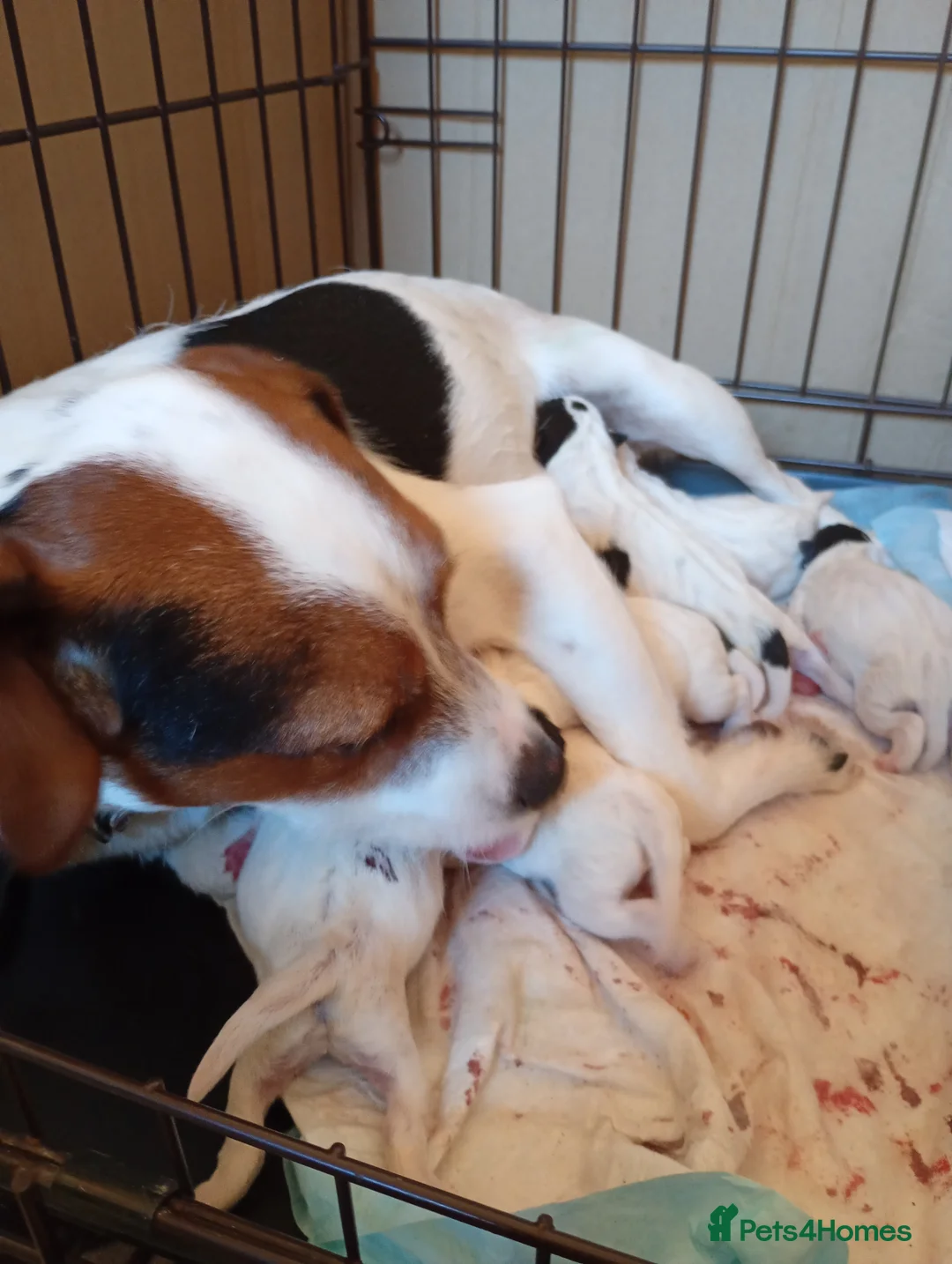 Jack Russell dogs for sale: Jack Russell Pup Ken Gould Line 1 dog available  - Advert 7