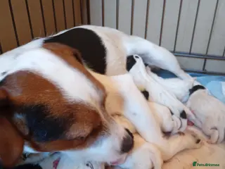 Jack Russell dogs Jack Russell Pup Ken Gould lines 1 male remaining - Advert 4