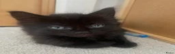 Mixed Breed cats for sale:     Reduced! Black Kittens – Ready Now (Feltham) - Advert 4
