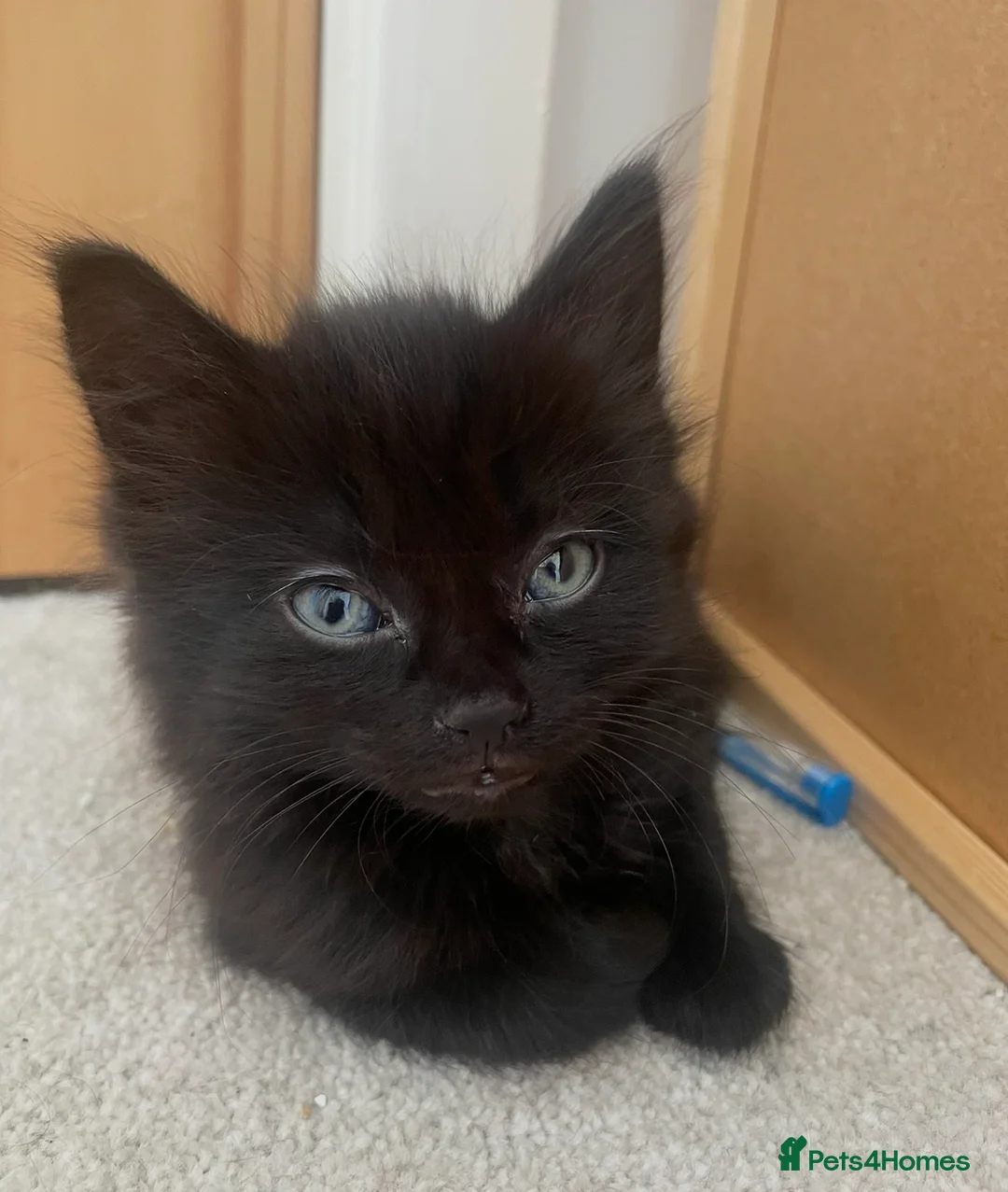 Mixed Breed cats for sale:     Reduced! Black Kittens – Ready Now (Feltham) - Advert 4