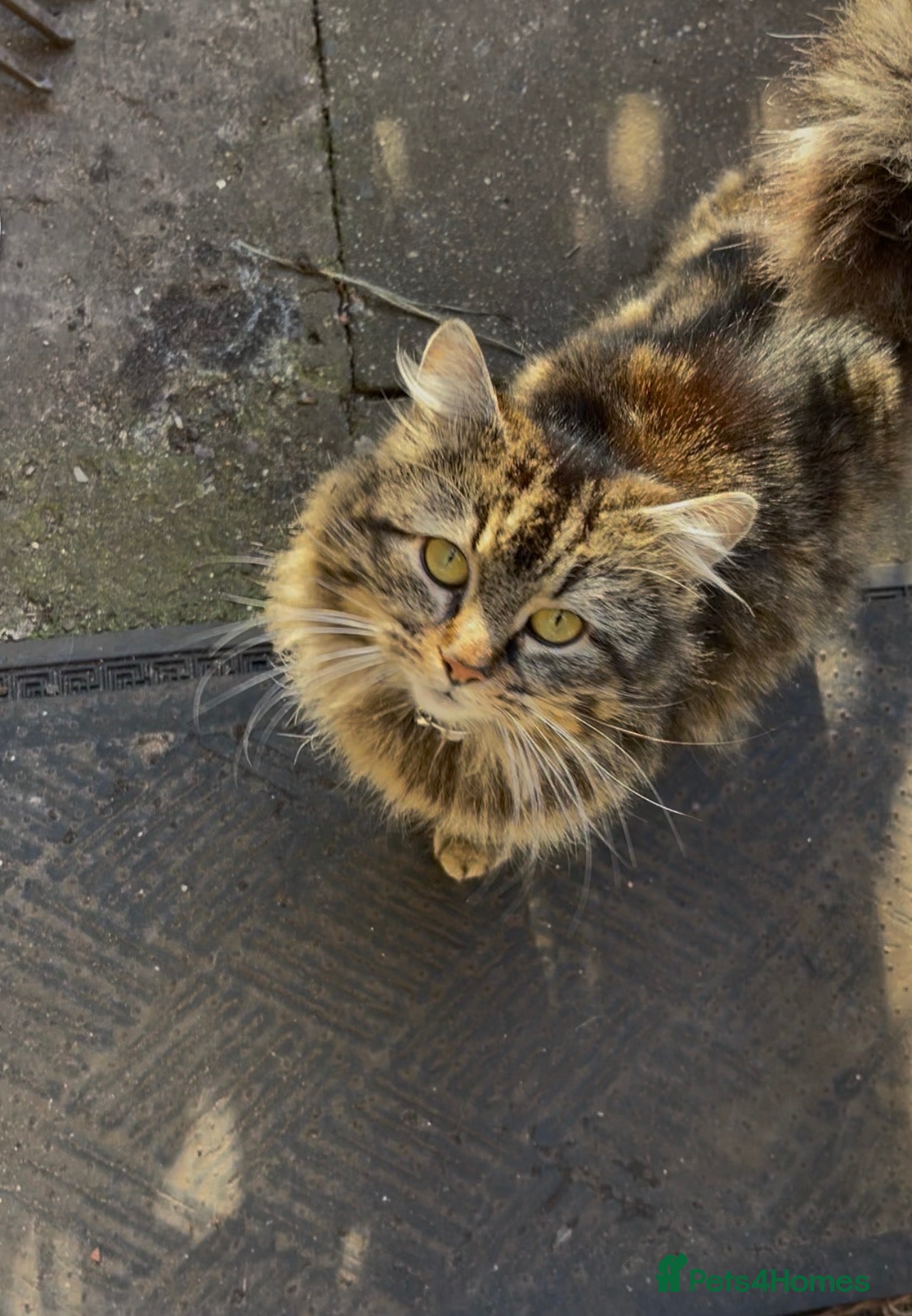 Mixed Breed cats Domestic long haired cat - Advert 1