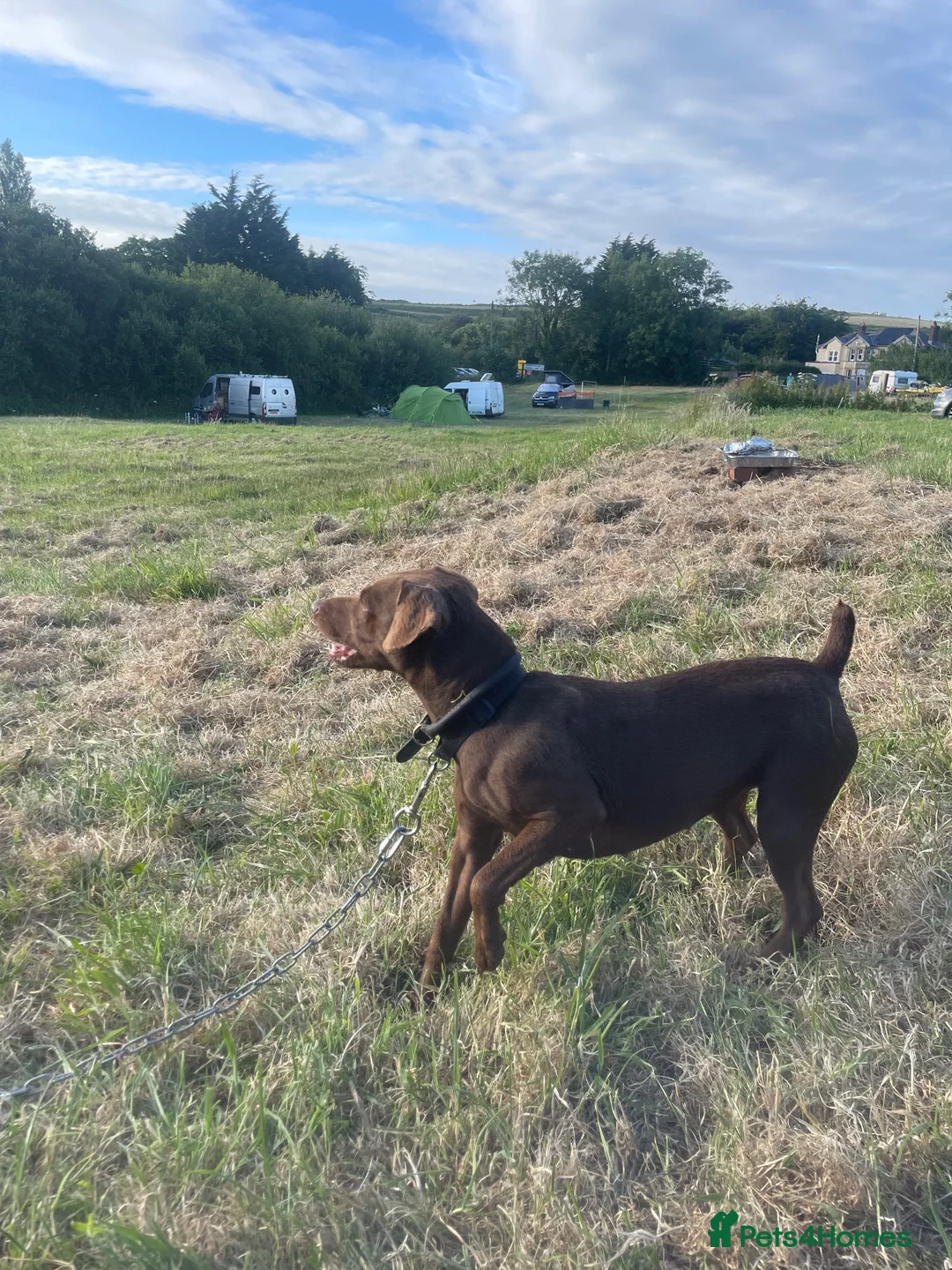 Patterdale Terrier dogs for sale: Mother and daughter  - Advert 2