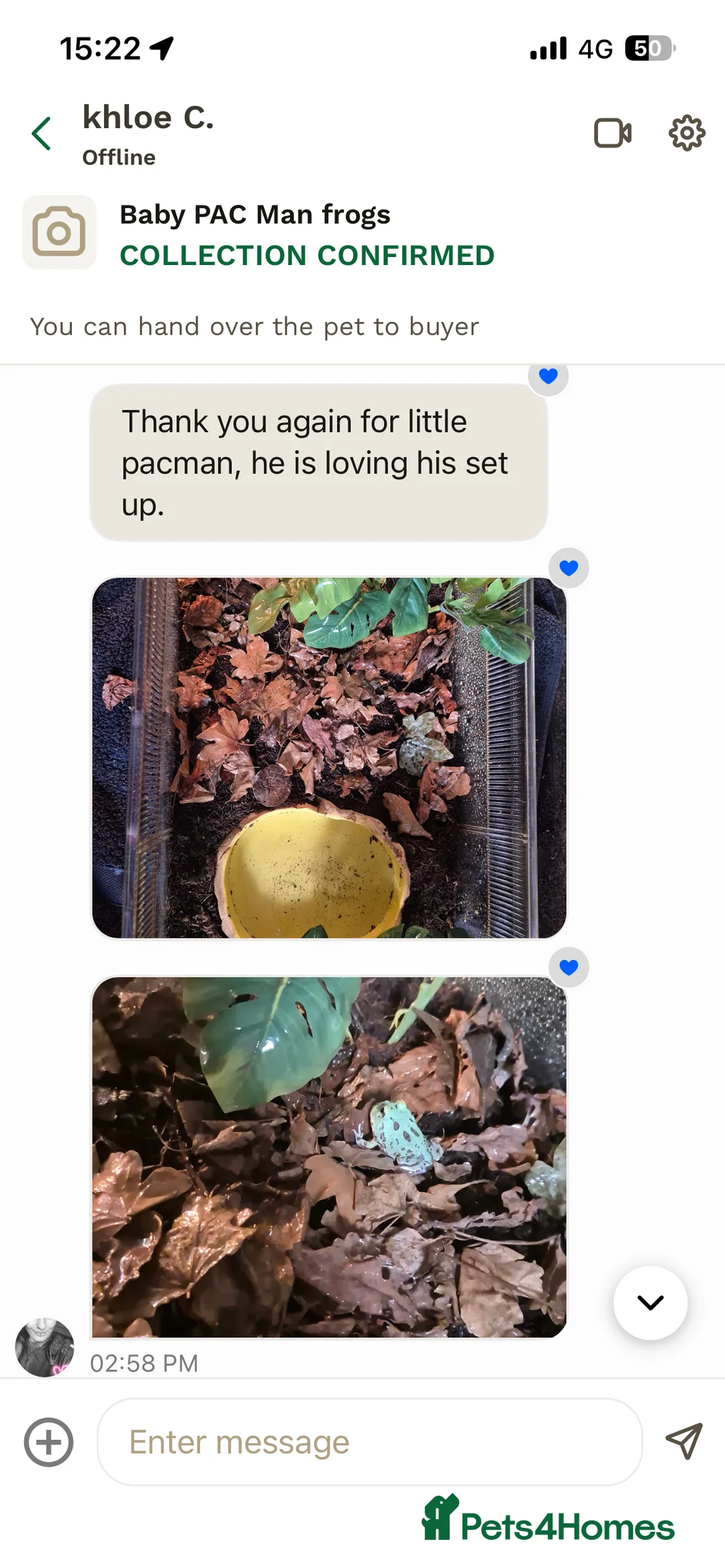 Frog reptiles for sale: Baby PAC Man frogs - Advert 8