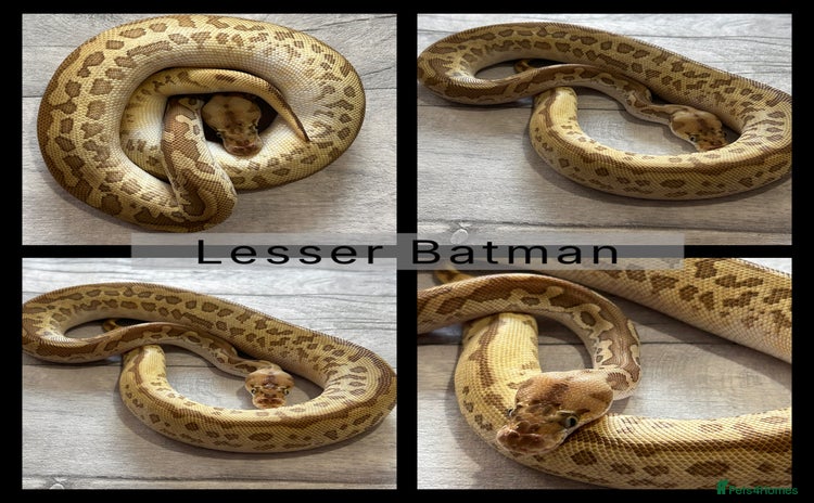 Python Snake reptiles - Advert 3