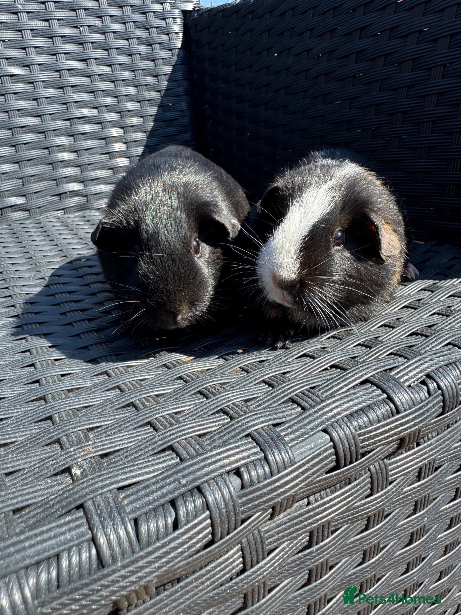 Guinea Pig rodents Female Guinea pigs  - Advert 2