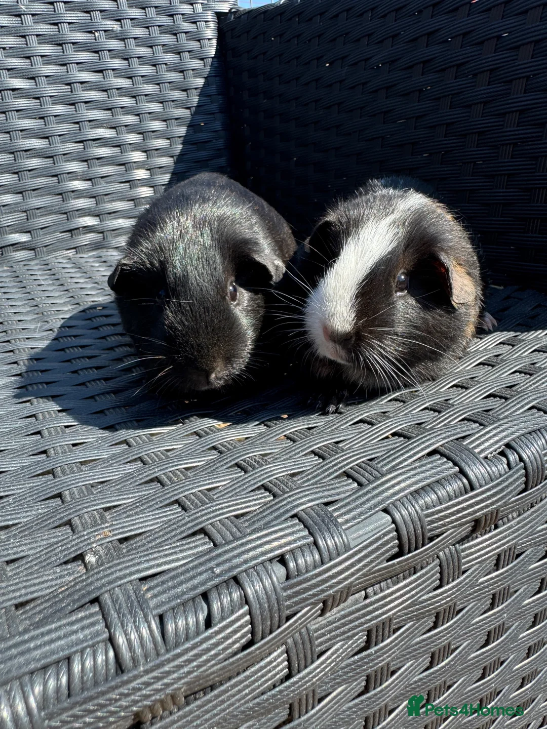 Guinea Pig rodents for sale: Female Guinea pigs  - Advert 1