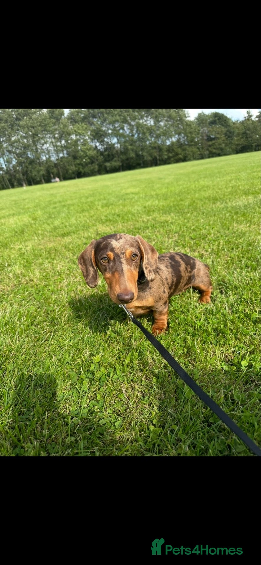 Miniature Dachshund dogs Mini dachshund pups - Advert 2