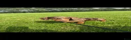 Miniature Dachshund dogs for sale: Mini dachshund pups in Larkhall - Advert 2