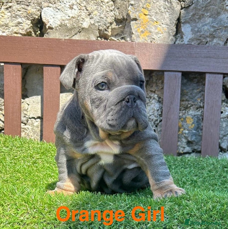 English Bulldog dogs Ready Today.. 1 boy 1 girl left ❤️💙 - Advert 14
