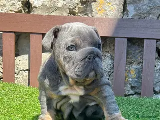 English Bulldog dogs Ready Today.. 1 boy 1 girl left ❤️💙 - Advert 14