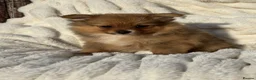 Pomeranian dogs for sale: 🐾 Teddy Pomeranian Puppies Ready To Home 🐾 - Advert 39