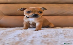Staffordshire Bull Terrier dogs for sale: !READY NOW! KC Reg Quality Red Staffy Puppies  - Image 8