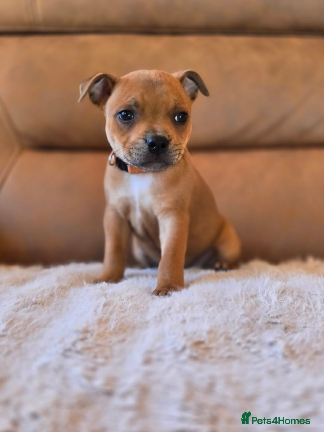 Staffordshire Bull Terrier dogs for sale: !READY NOW! KC Reg Quality Red Staffy Puppies  - Image 8