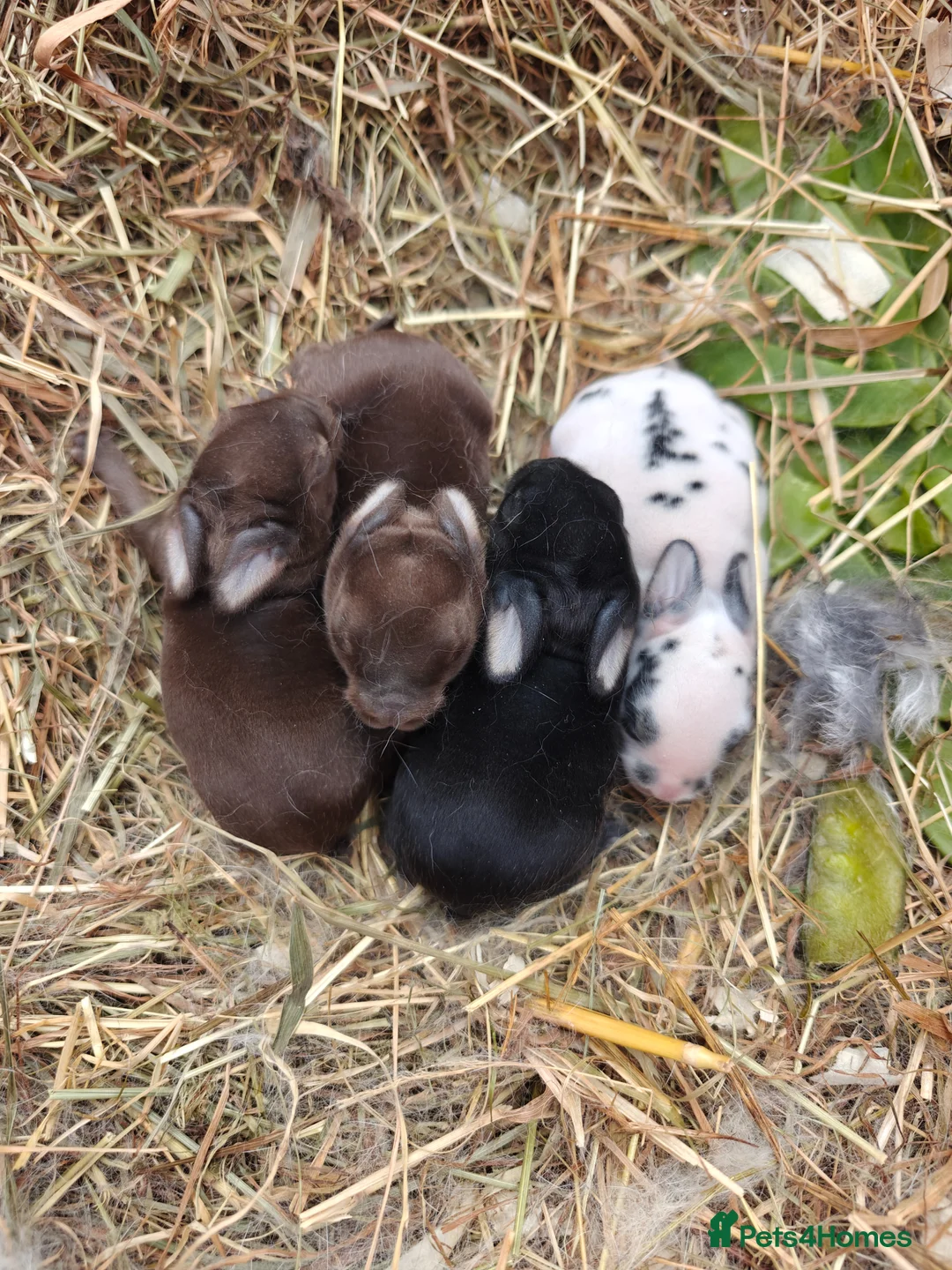 Rex rabbits for sale: Mini Rex Rabbits  - Advert 27