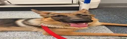 German Shepherd dogs for sale:     7 Month Old German Shepherd  - Advert 2