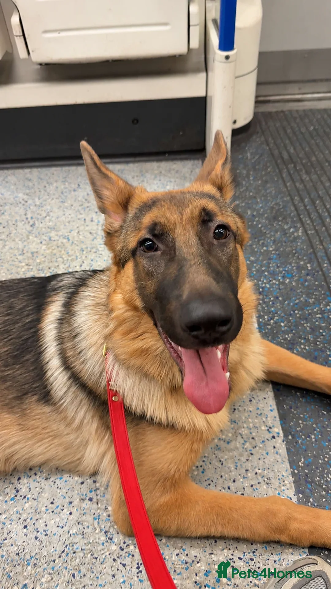German Shepherd dogs for sale:     7 Month Old German Shepherd  - Advert 2