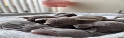Devon Rex cats for sale: TICA Registered Devon Rex Lilac Kittens  - Advert 22