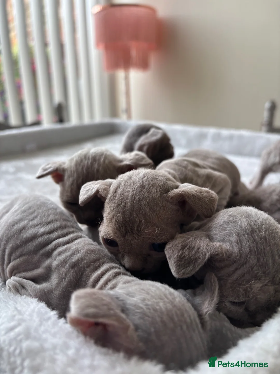 Devon Rex cats for sale: TICA Registered Devon Rex Lilac Kittens  - Advert 22