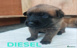 Belgian Shepherd Dog dogs for sale: PuppiesDWKC registered Working Line,Tested Parents - Image 12