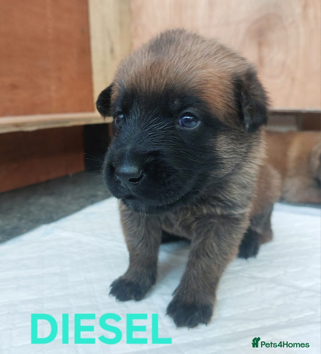 Belgian Shepherd Dog dogs for sale: PuppiesDWKC registered Working Line,Tested Parents - Image 12