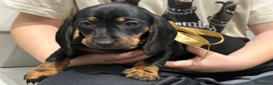 Miniature Dachshund Puppy 5
