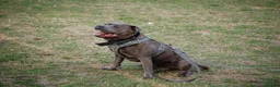 Staffordshire Bull Terrier dogs for stud: Aqua chop SPENCE🩸A SUPERB CH VALGLO BLOODLINE🩸 - Advert 8