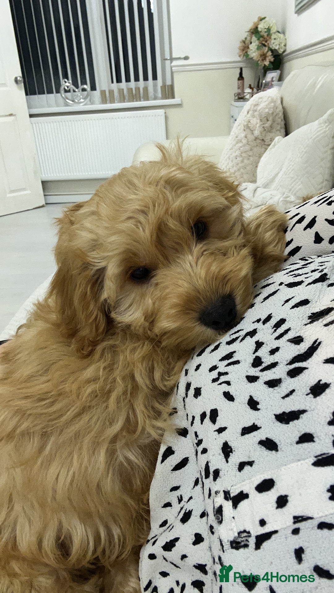 Cockapoo dogs for sale: F2b Cockapoos  in Ebbw Vale - Image 2